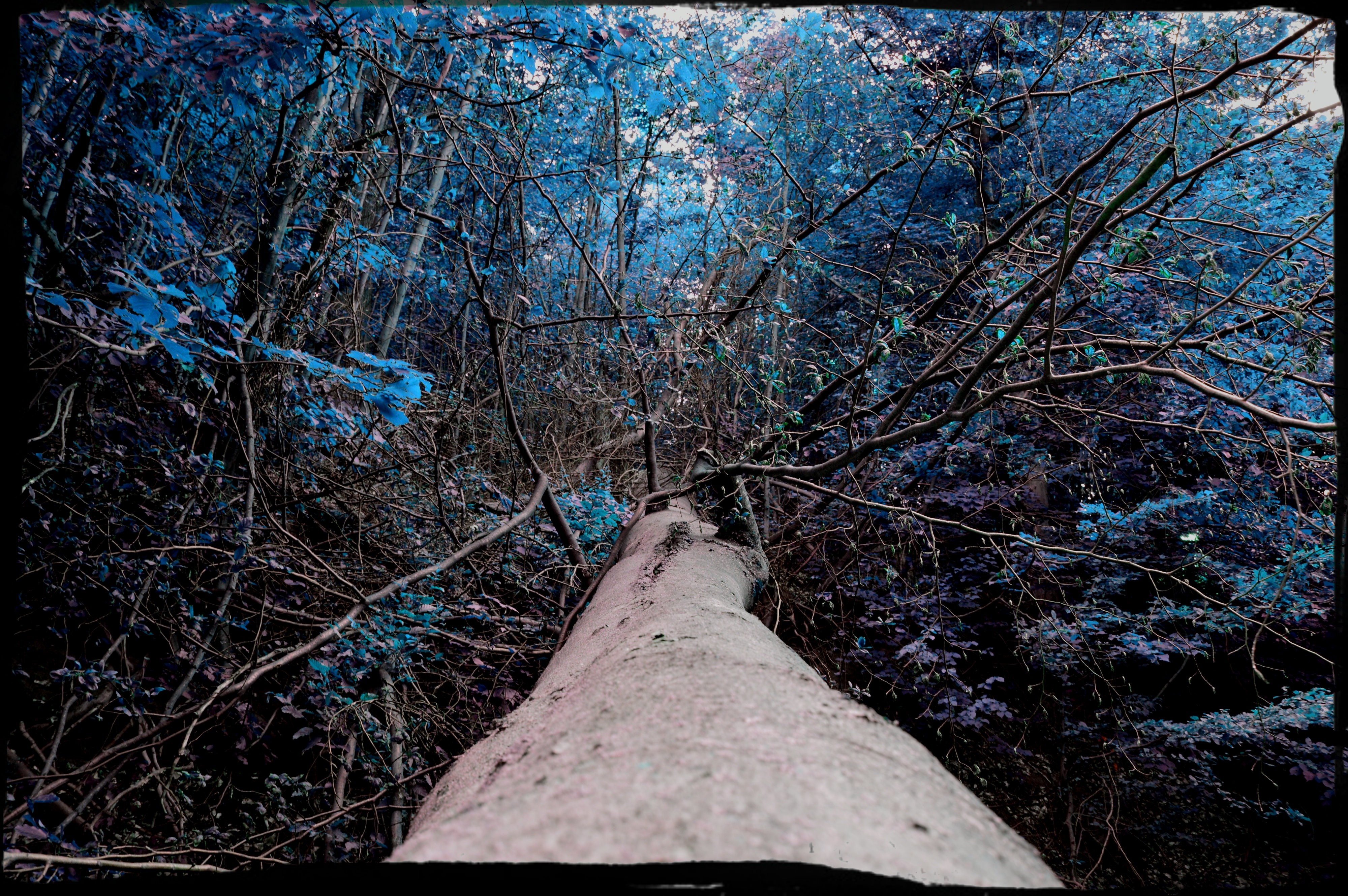 Fallen tree in a blue forest HD Wallpaper