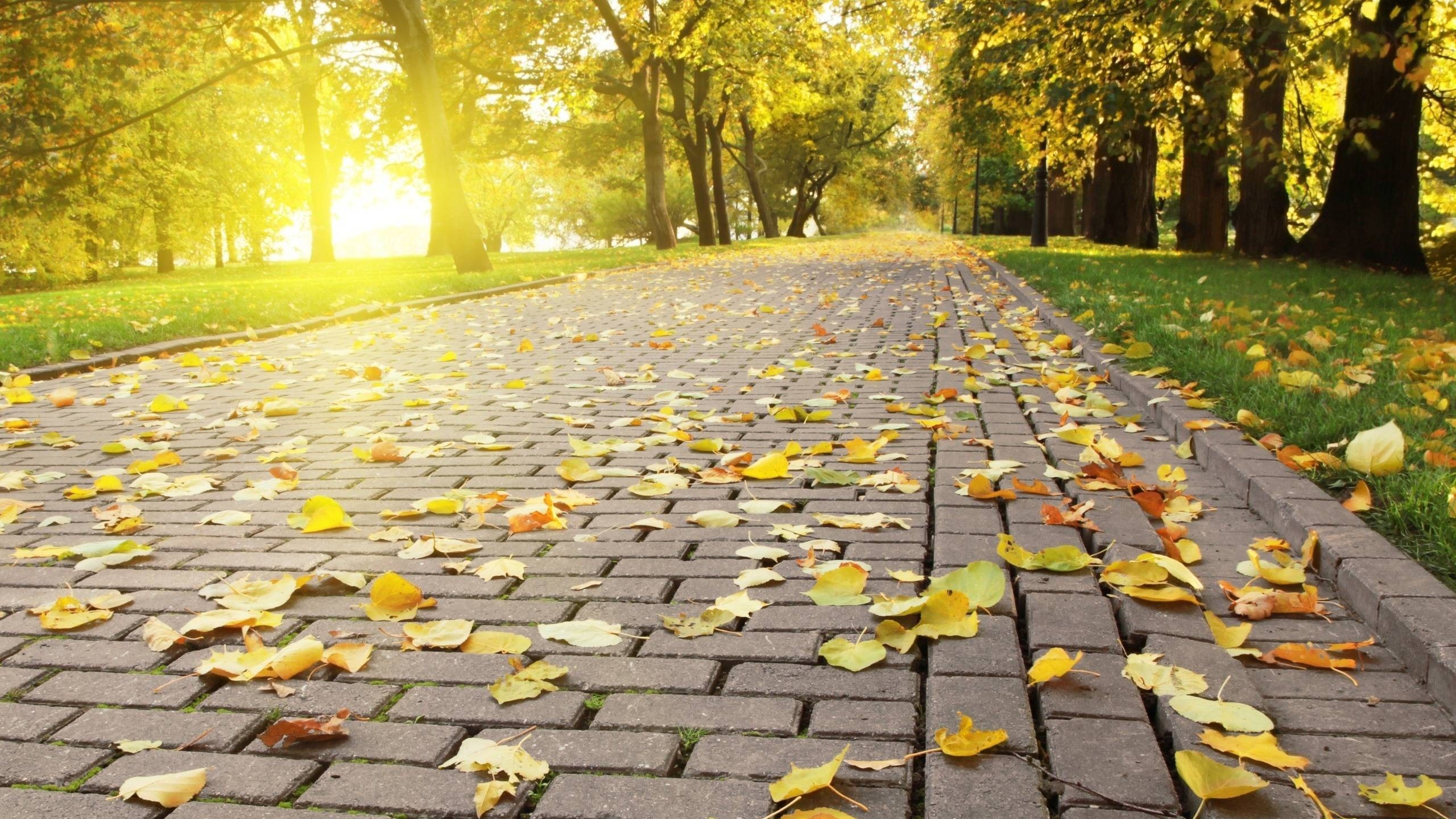 Autumn park path with fallen leaves and sunlight HD Wallpaper