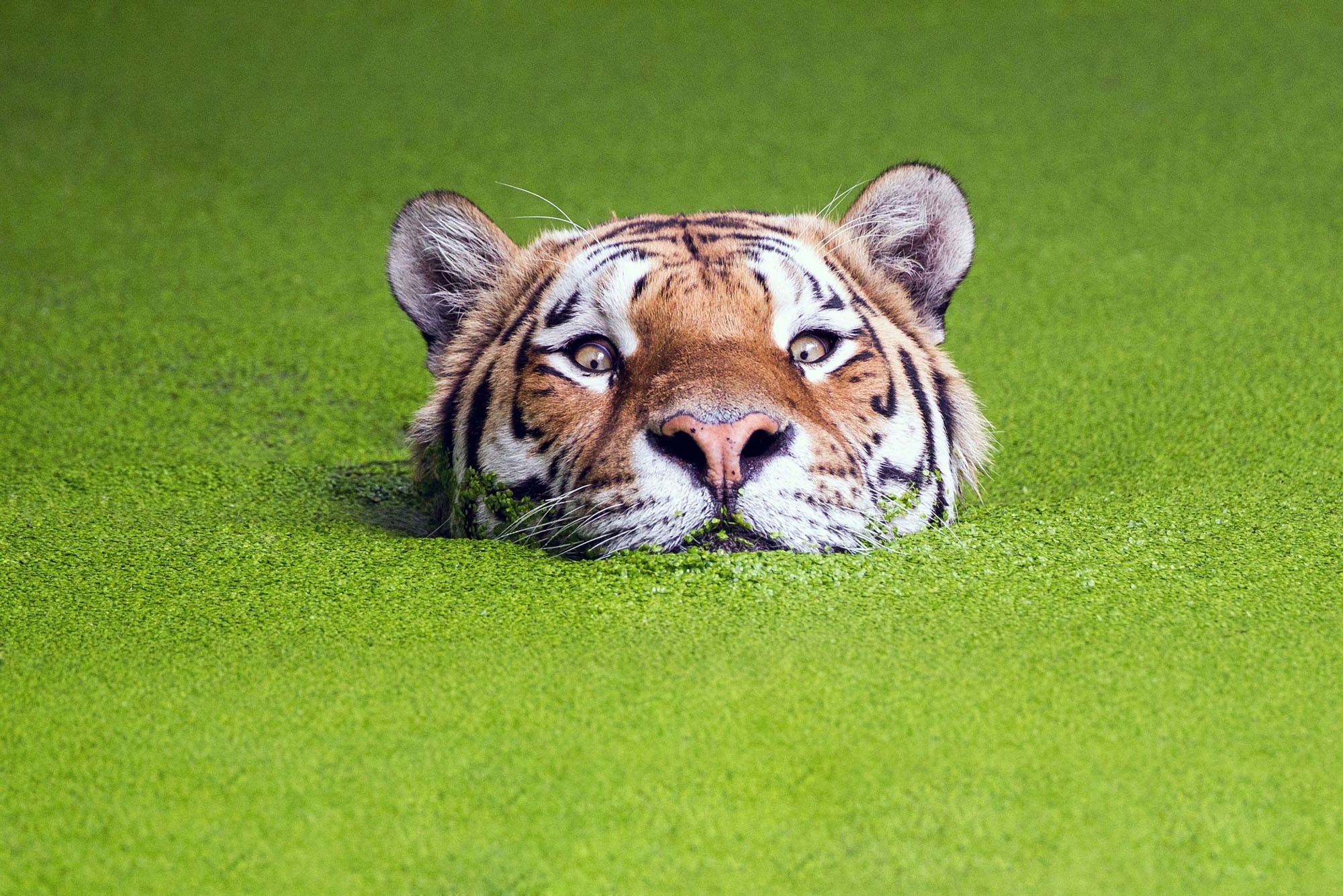 Tiger submerged in green water HD Wallpaper