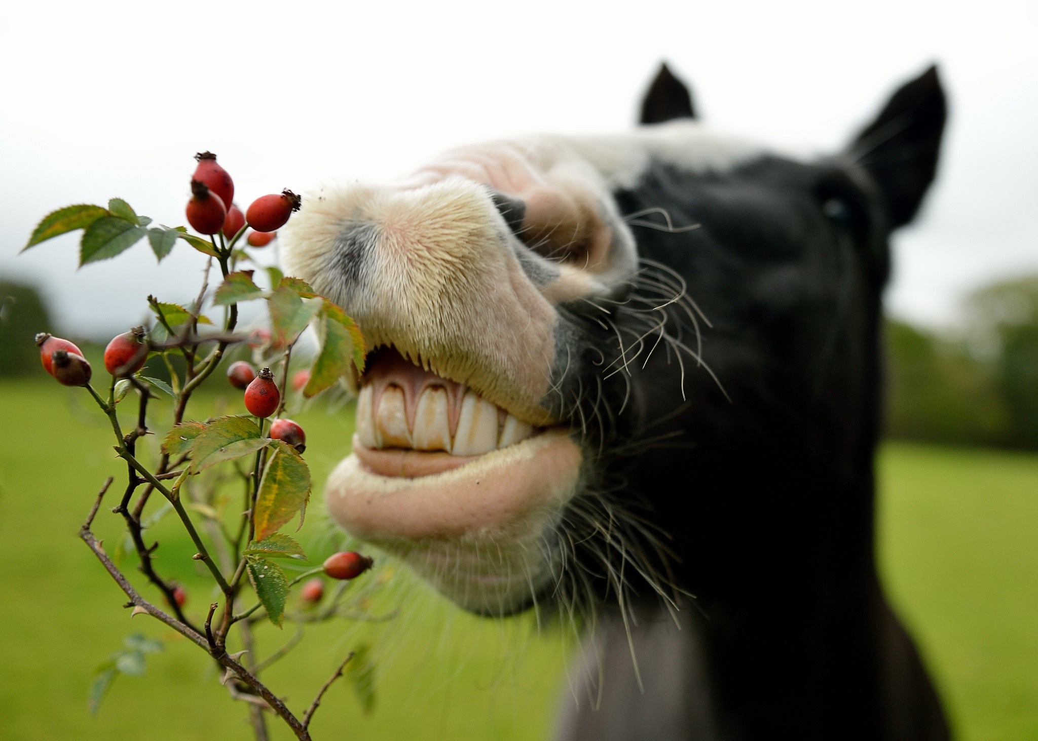 Close-up of a horse eating rose hips HD Wallpaper