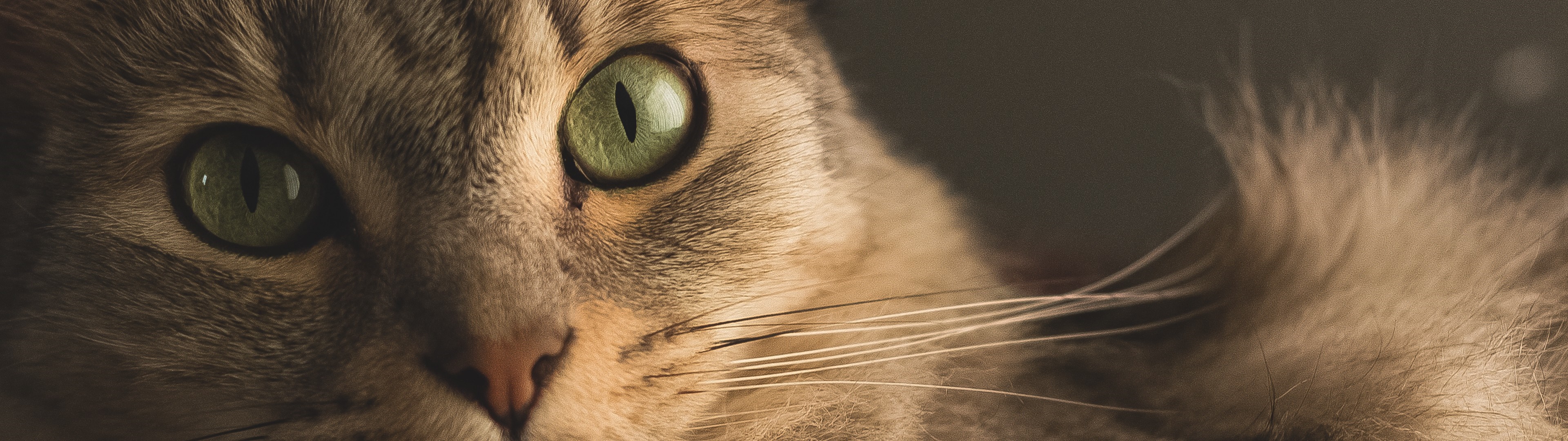 Close-up of a tabby cat's face with green eyes HD Wallpaper