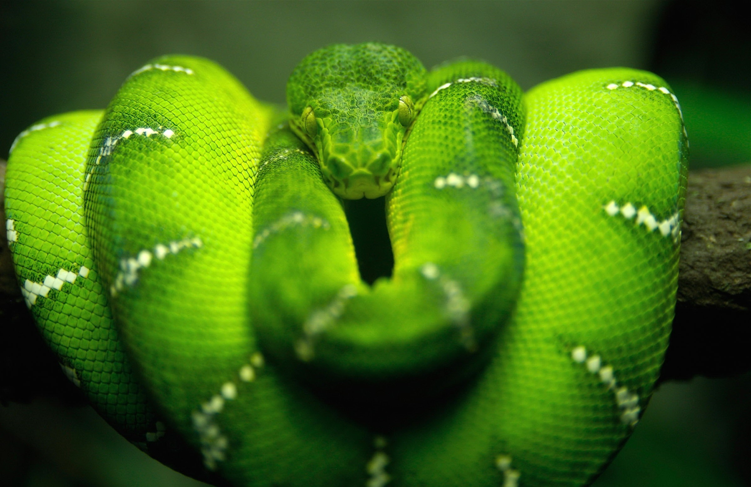 Green snake coiled on a branch HD Wallpaper