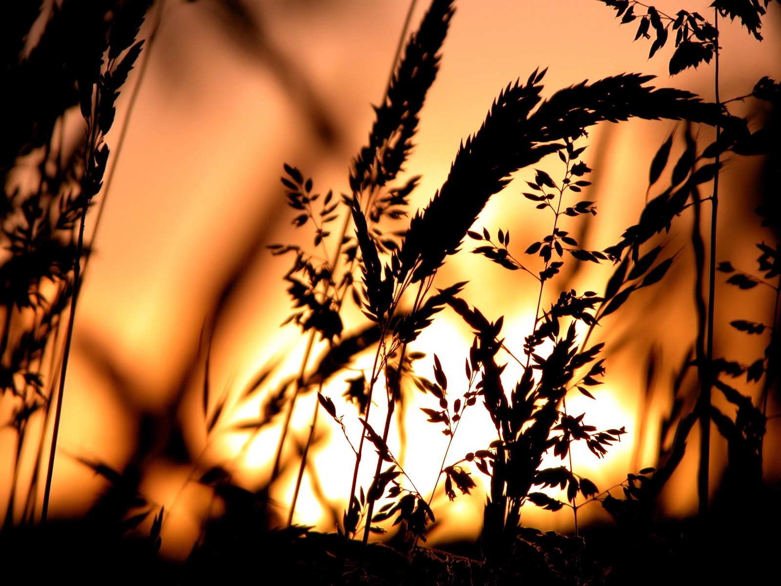 Silhouette of grass against sunset HD Wallpaper