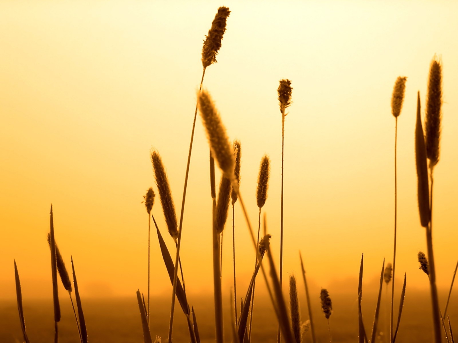 Golden hour light on tall grass stalks HD Wallpaper