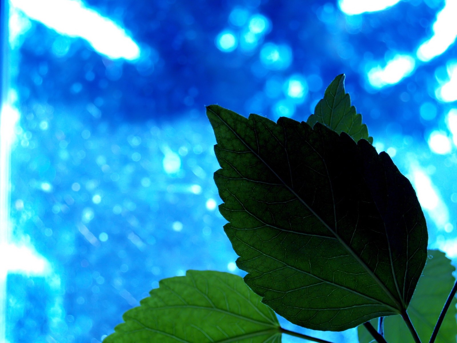 Close-up of green leaves against a blue bokeh background HD Wallpaper