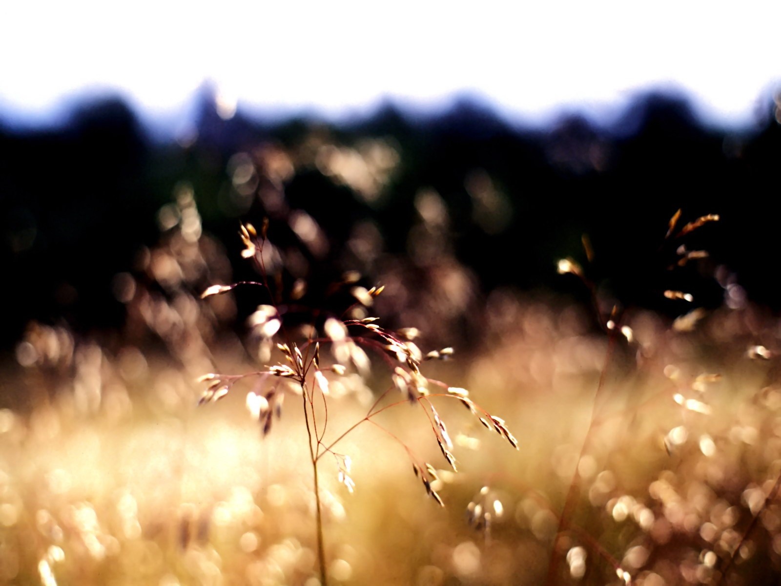 Close-up of grass seed heads in sunlight with bokeh HD Wallpaper
