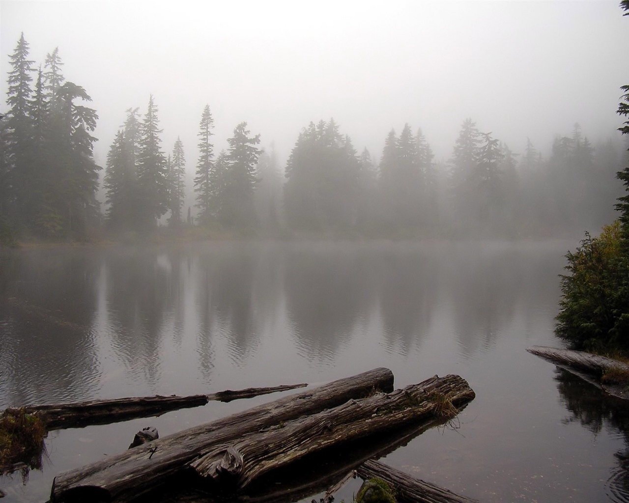 Misty lake with trees and logs in the foreground HD Wallpaper
