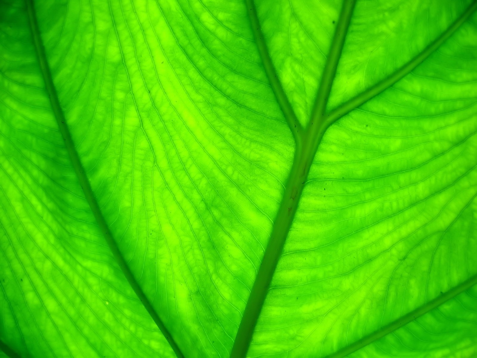 Close-up of a backlit green leaf with prominent veins HD Wallpaper