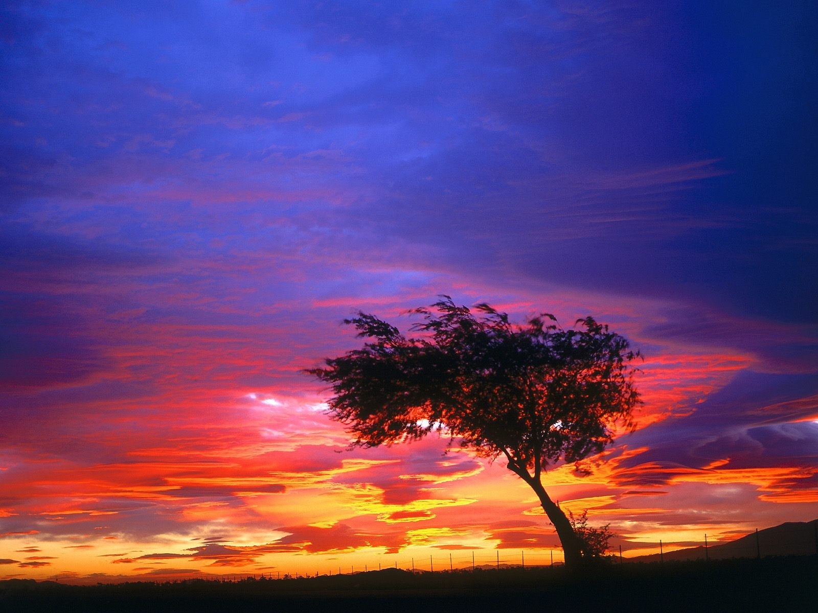 Silhouette of a tree against a vibrant sunset sky HD Wallpaper