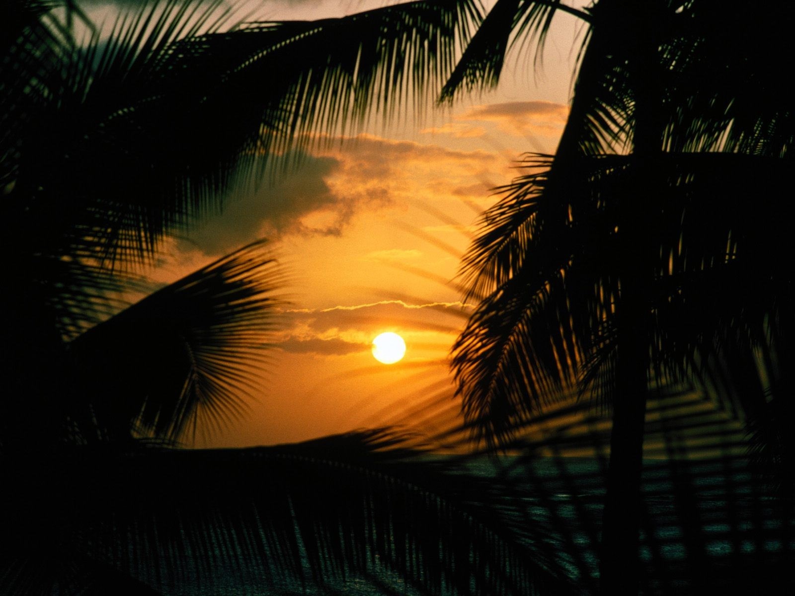 Sunset through palm trees over the ocean HD Wallpaper