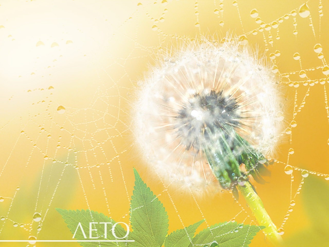 Dandelion with spiderweb and dew drops HD Wallpaper
