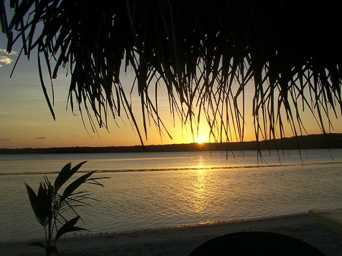 Sunset over the ocean with palm fronds in foreground HD Wallpaper