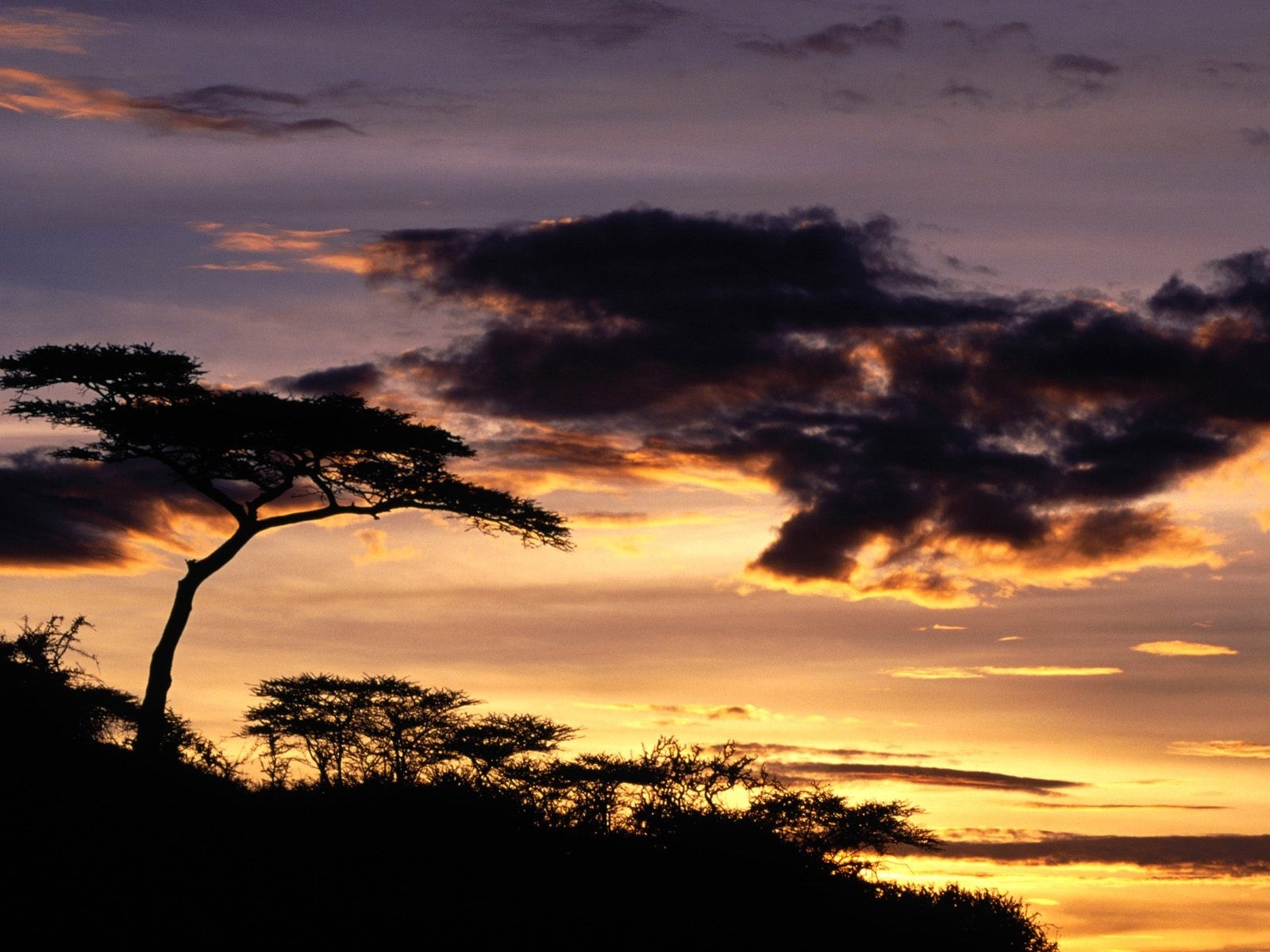 Silhouette of acacia tree against sunset sky HD Wallpaper