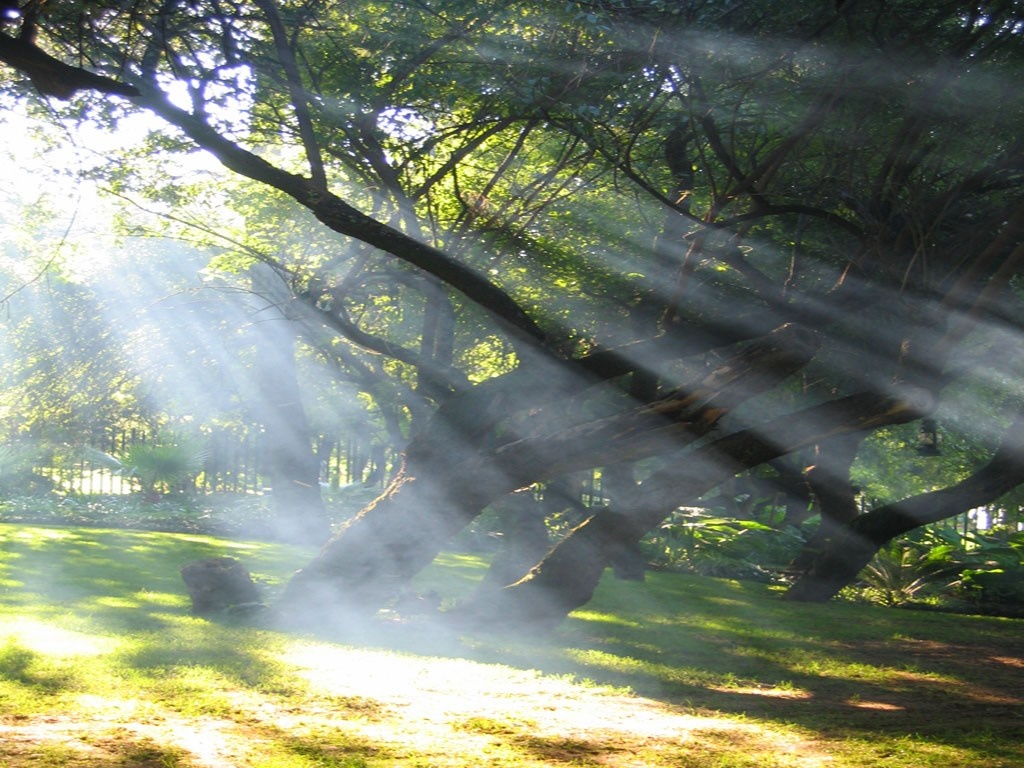 Sunlight filtering through trees in a misty forest HD Wallpaper