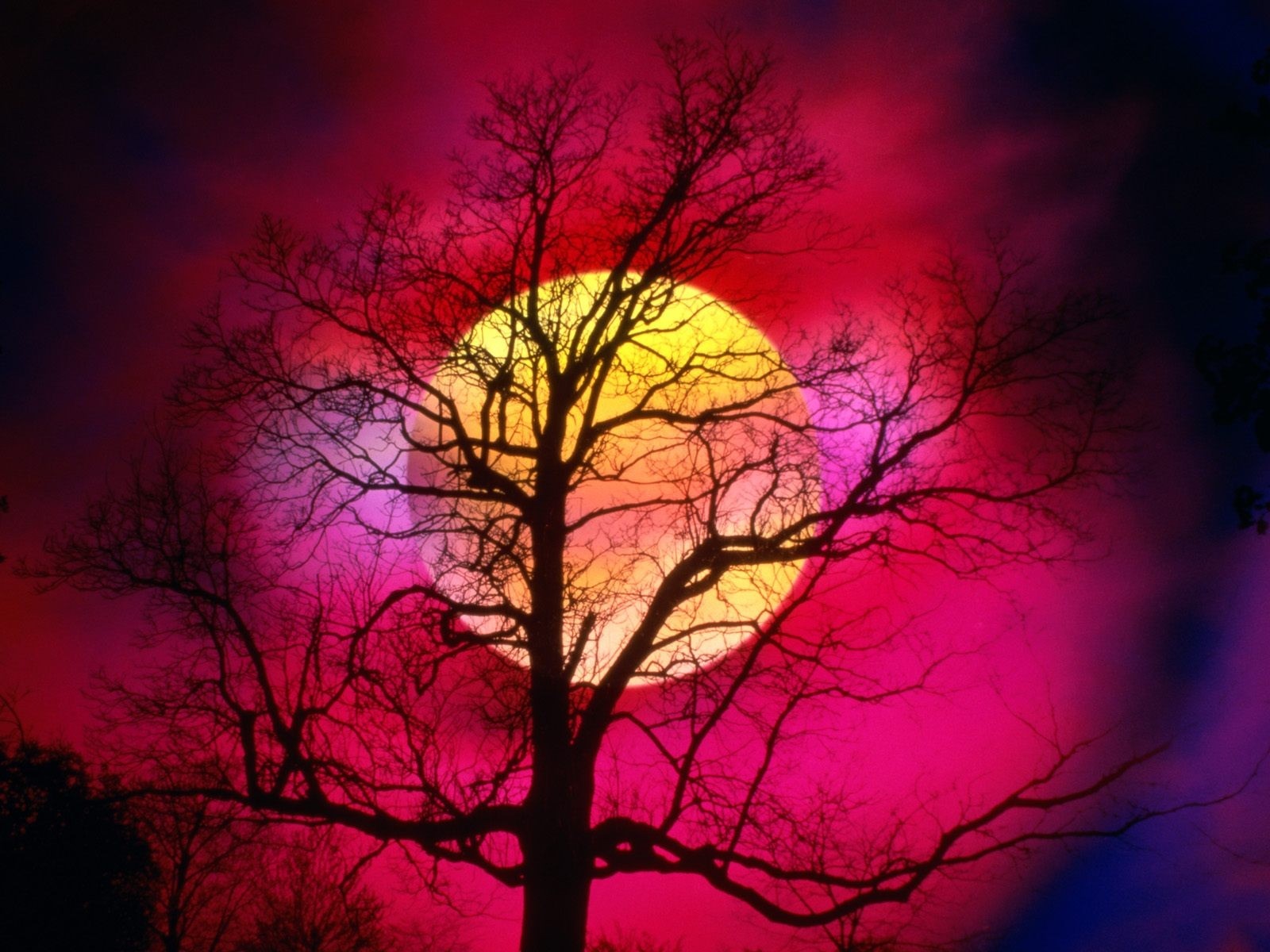 Silhouette of a tree against a vibrant sunset sky HD Wallpaper