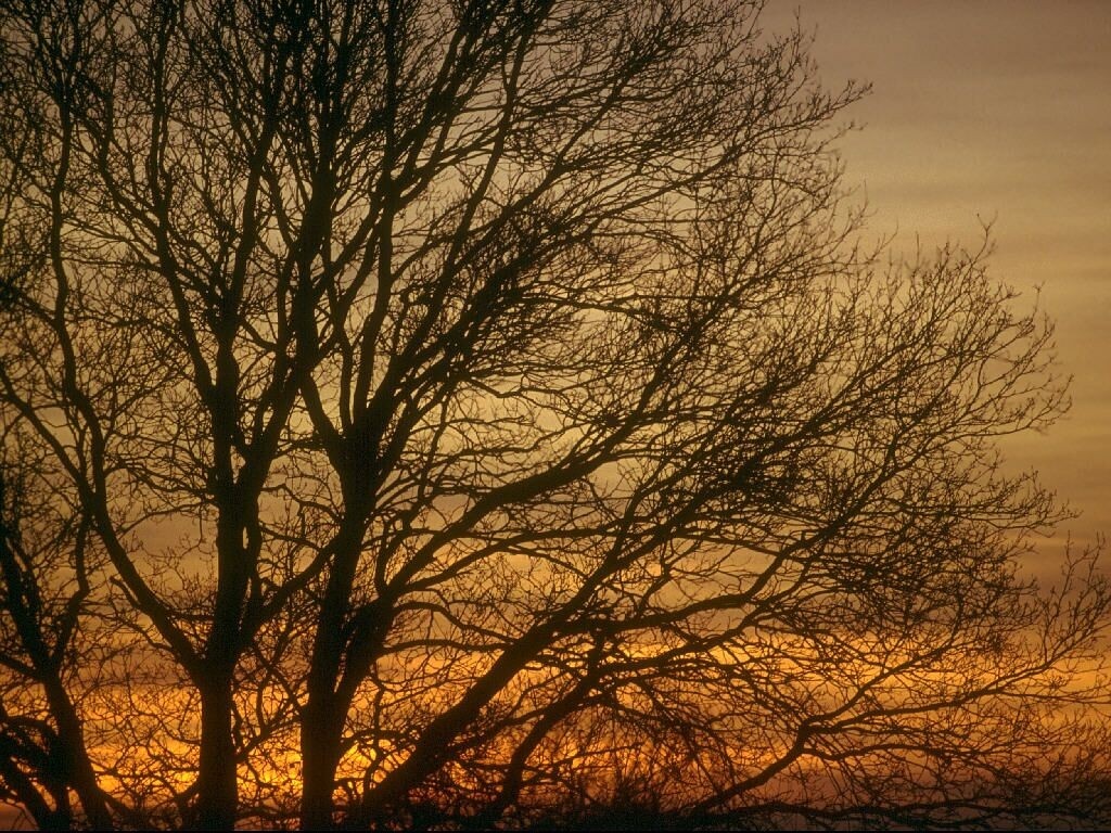 Silhouette of a bare tree against a sunset sky HD Wallpaper