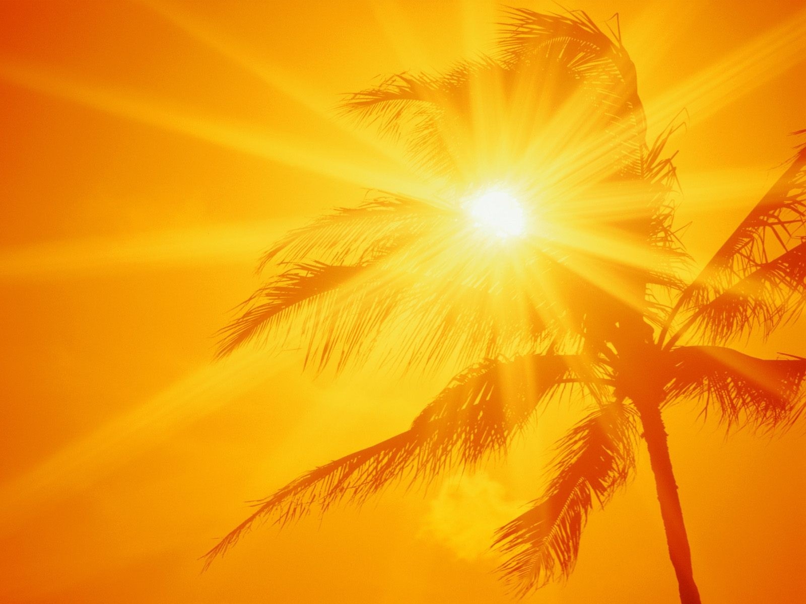 Bright Sun Shining Through Palm Tree Leaves HD Wallpaper