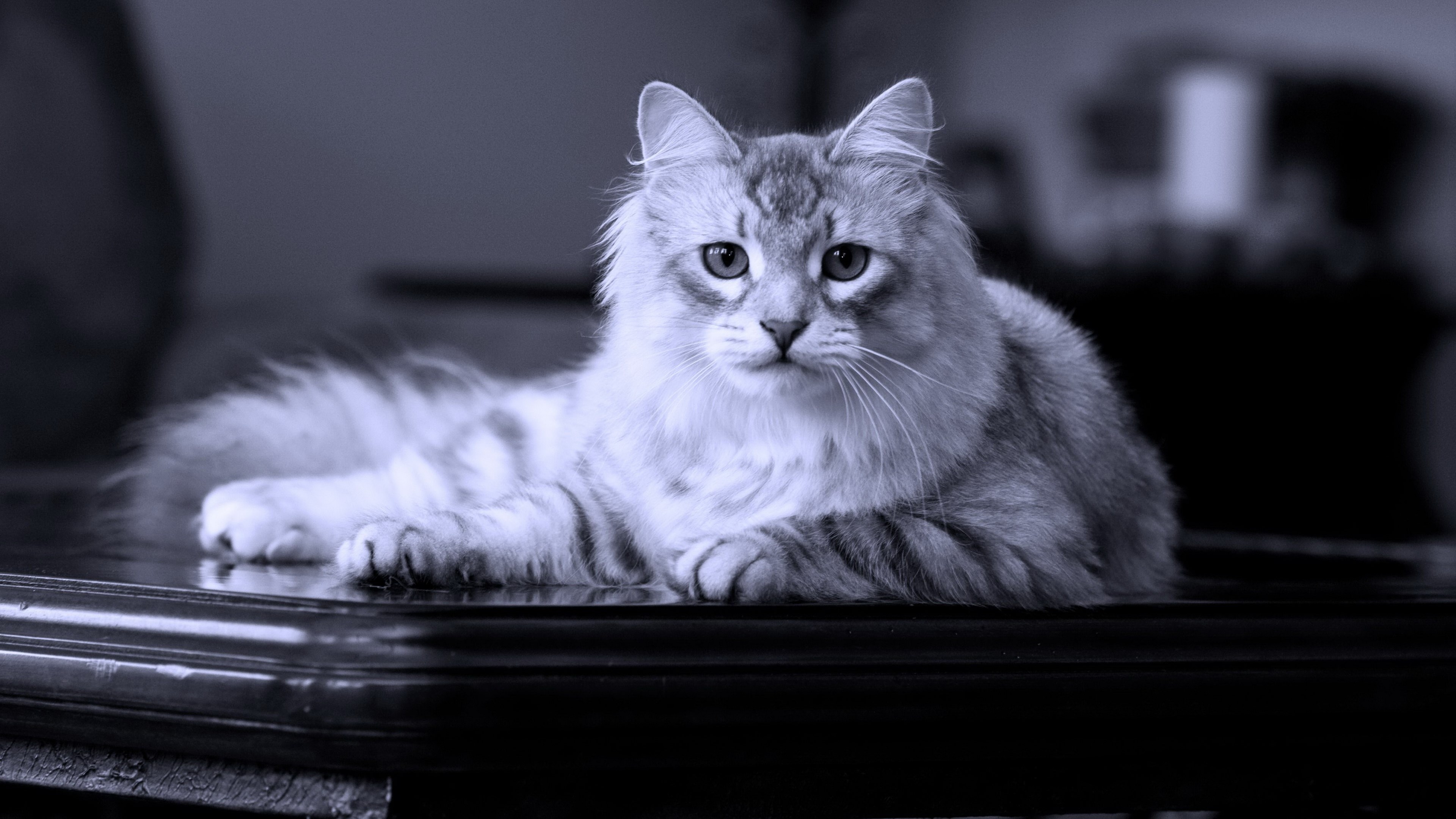 A fluffy cat lying on a dark surface HD Wallpaper