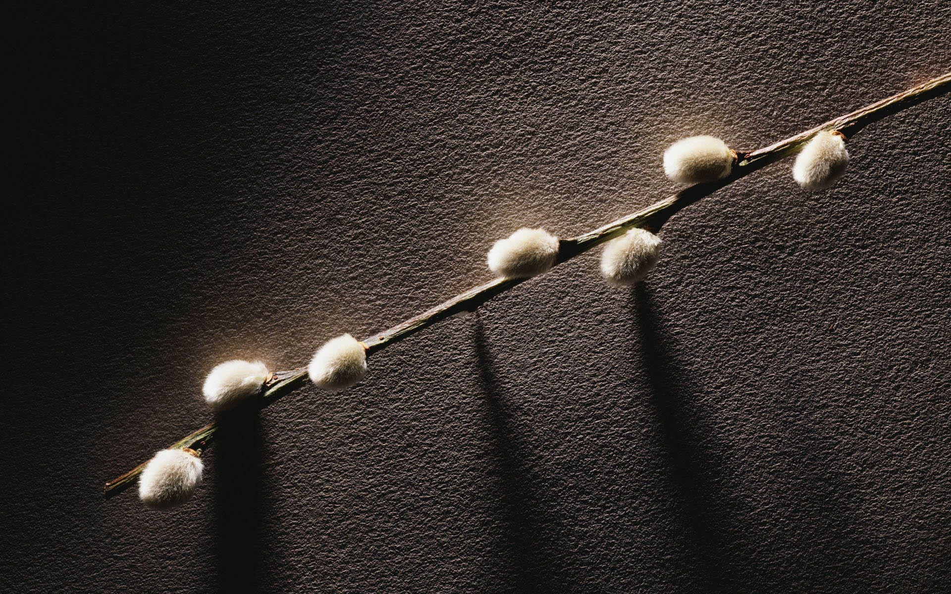 Pussy willow branch with soft buds on dark textured background HD Wallpaper