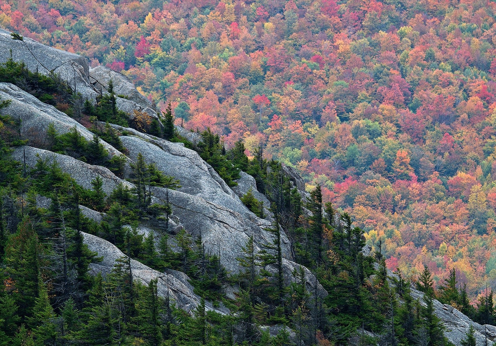 Rocky mountainside with autumn forest in the background HD Wallpaper