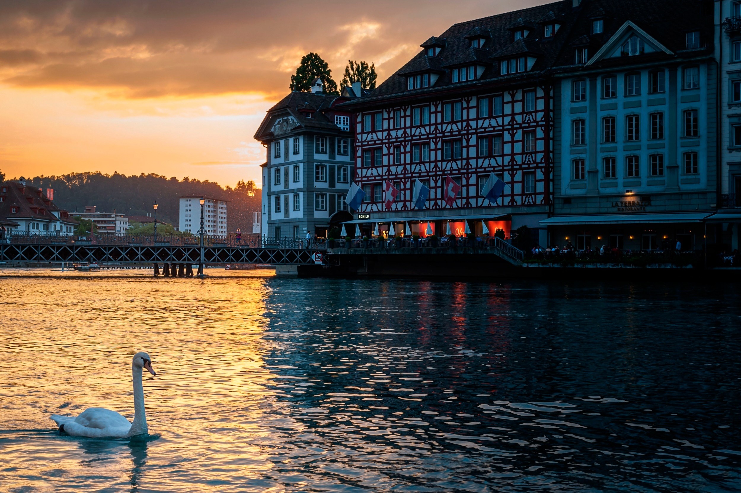 Swan on river at sunset with buildings and bridge HD Wallpaper