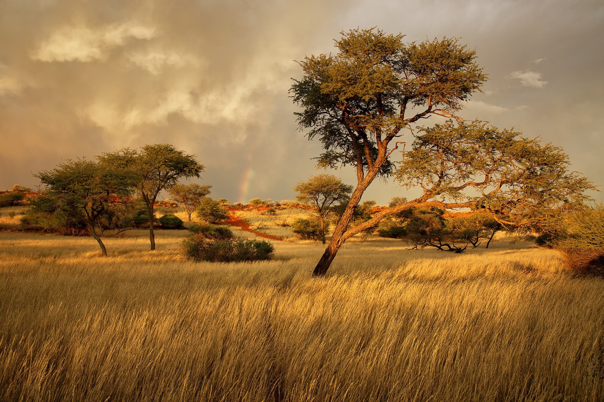 African savanna landscape with acacia trees and rainbow HD Wallpaper
