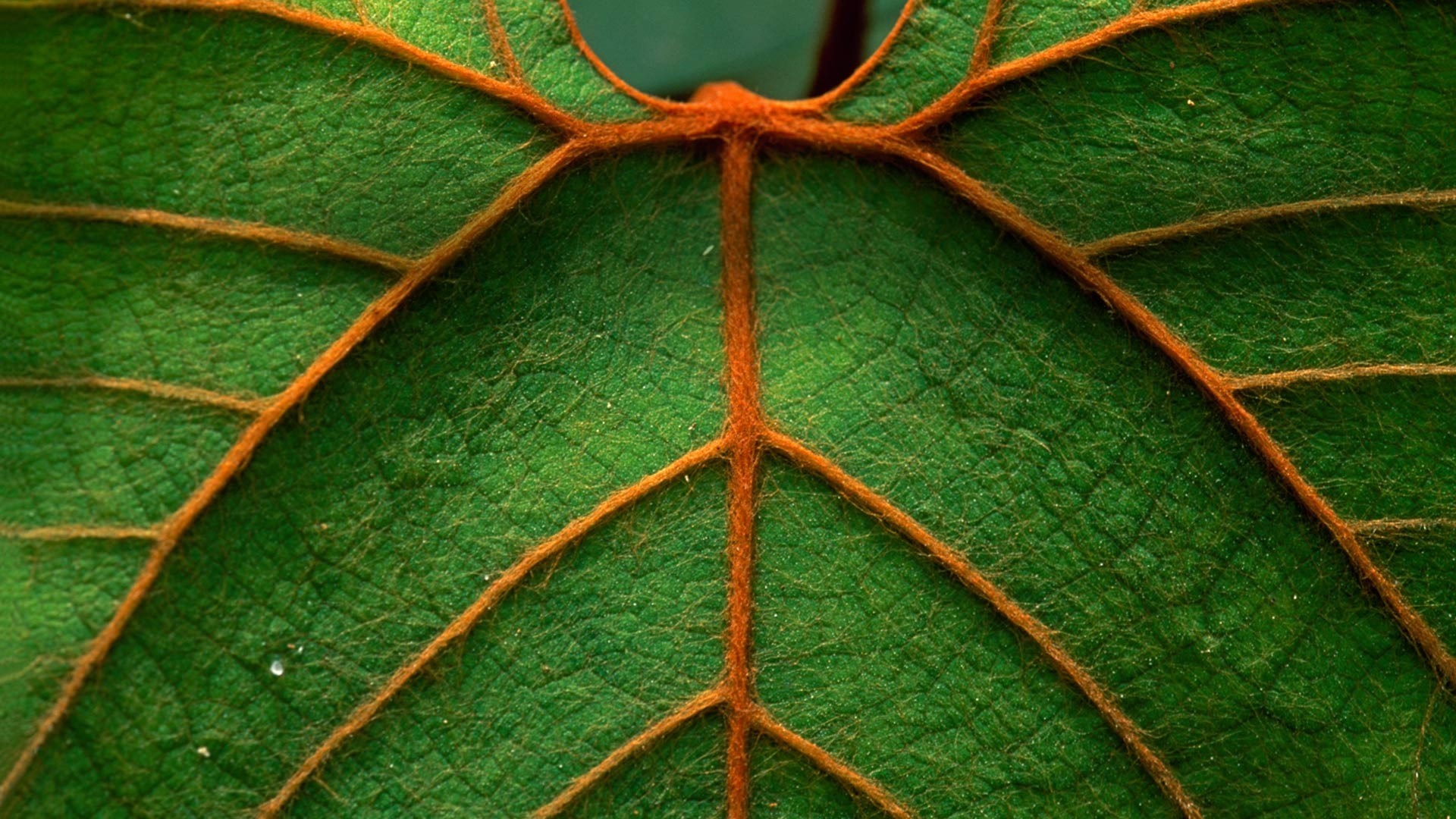 Close-up of a green leaf with prominent orange veins HD Wallpaper