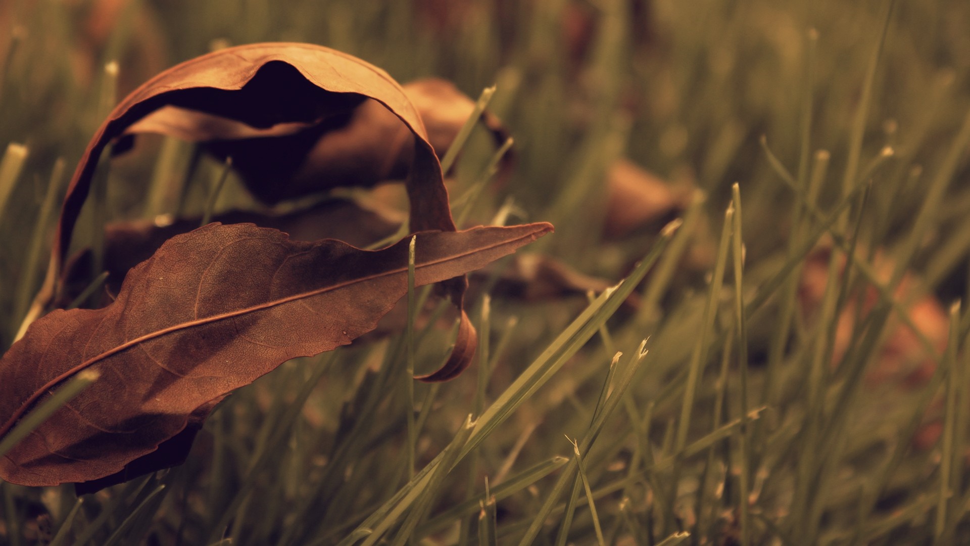 Close-up of a fallen brown leaf on green grass HD Wallpaper