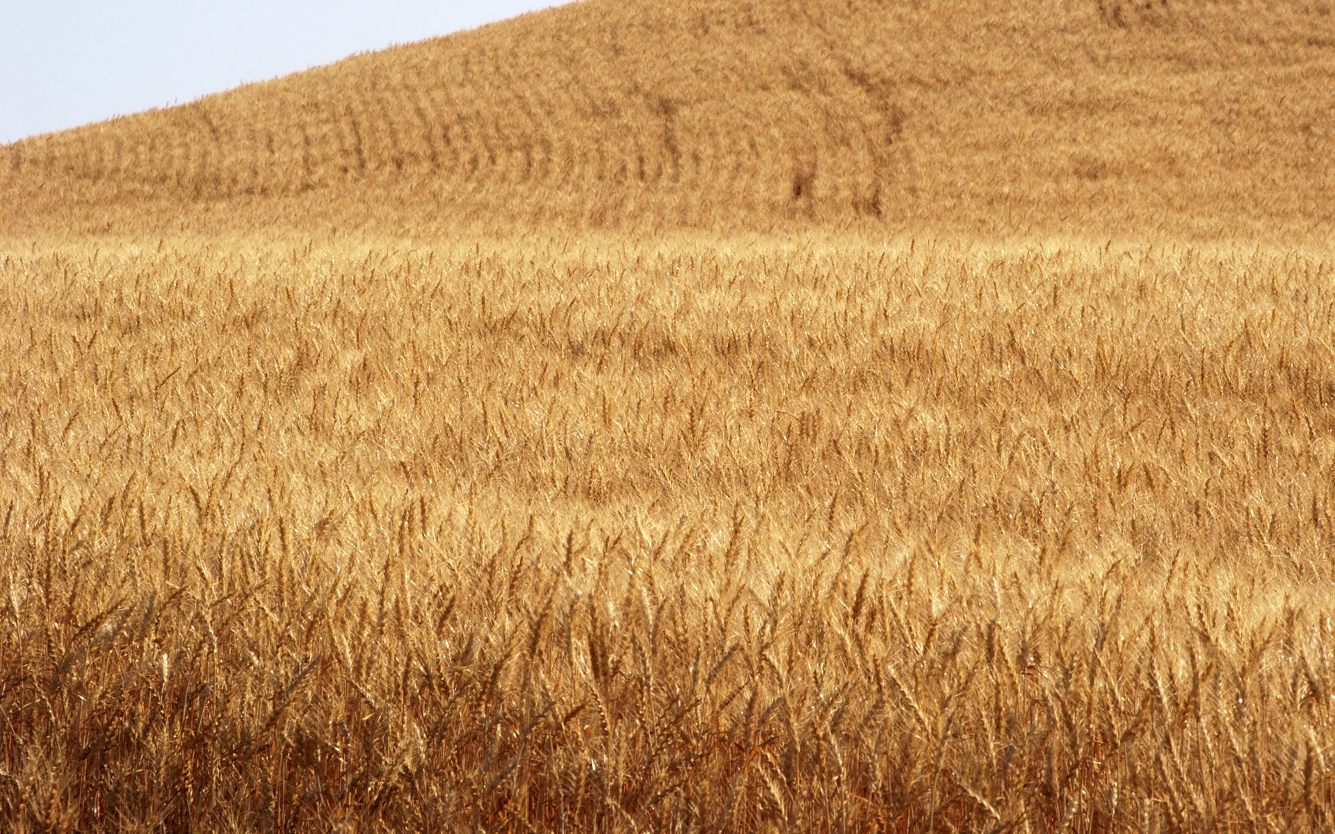 Golden wheat field on a sunny day HD Wallpaper