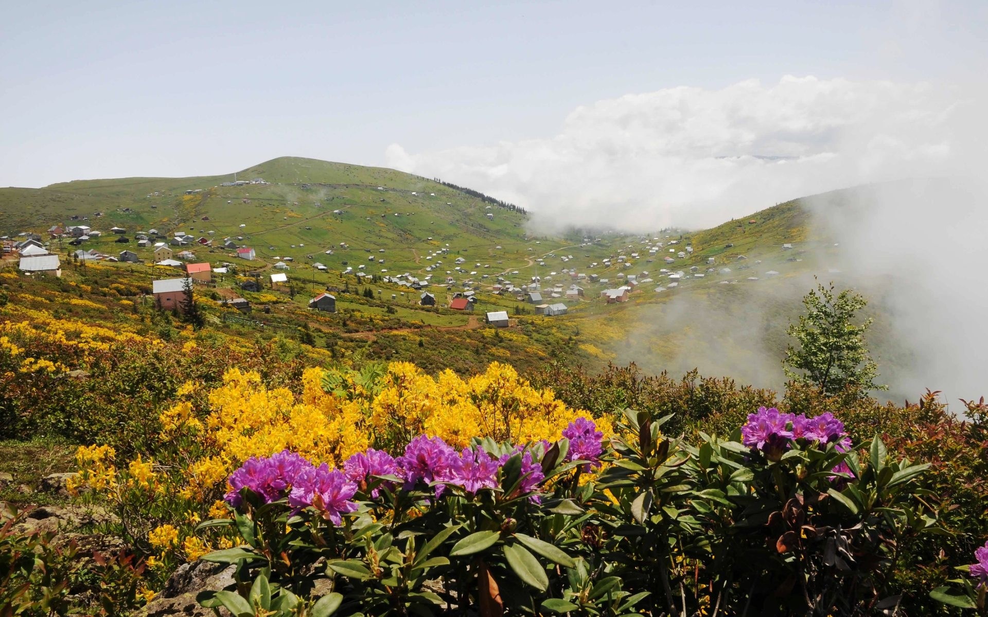 Village on a grassy hillside with blooming flowers HD Wallpaper