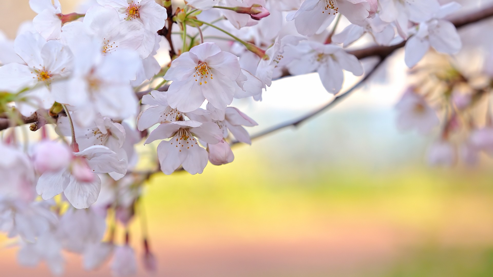 Close-up of Cherry Blossoms on a Branch HD Wallpaper
