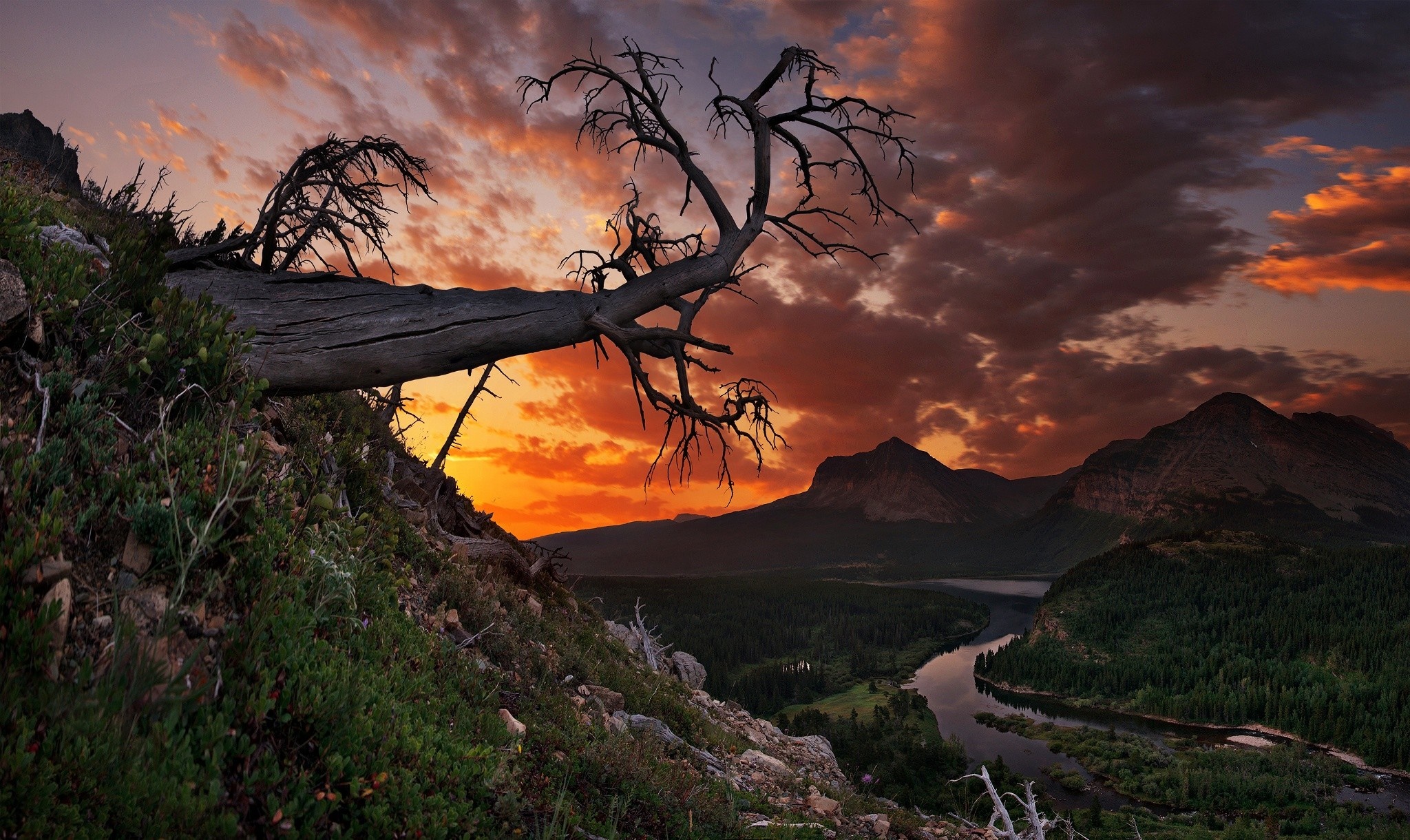 Dead tree over a river valley at sunset HD Wallpaper