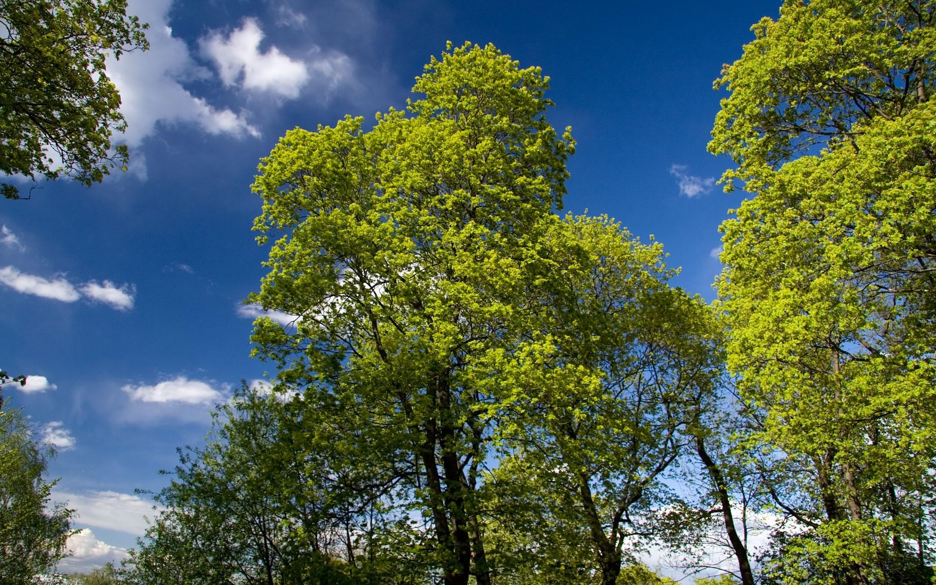 Green trees against a blue sky with clouds HD Wallpaper