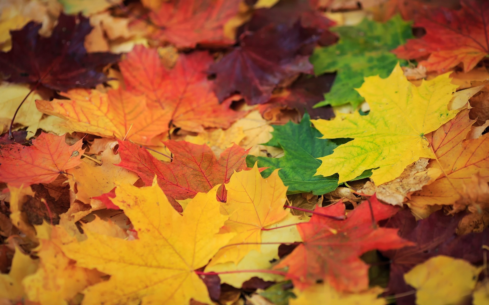 Pile of colorful autumn maple leaves HD Wallpaper