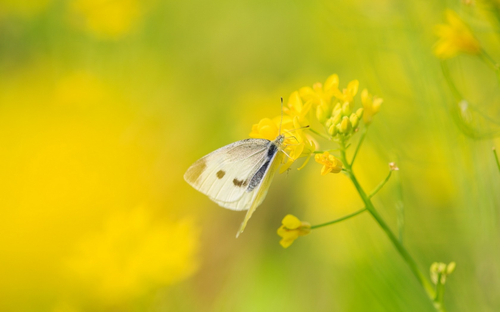 White butterfly on yellow flowers HD Wallpaper