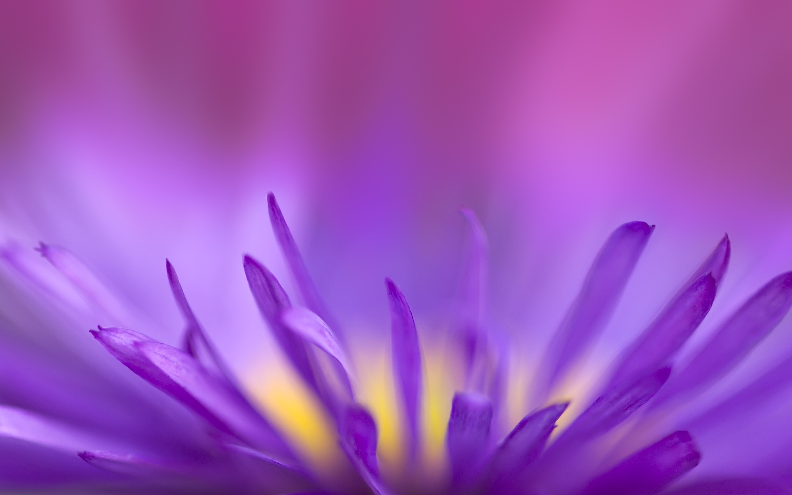 Close up of purple aster flower petals with yellow center HD Wallpaper