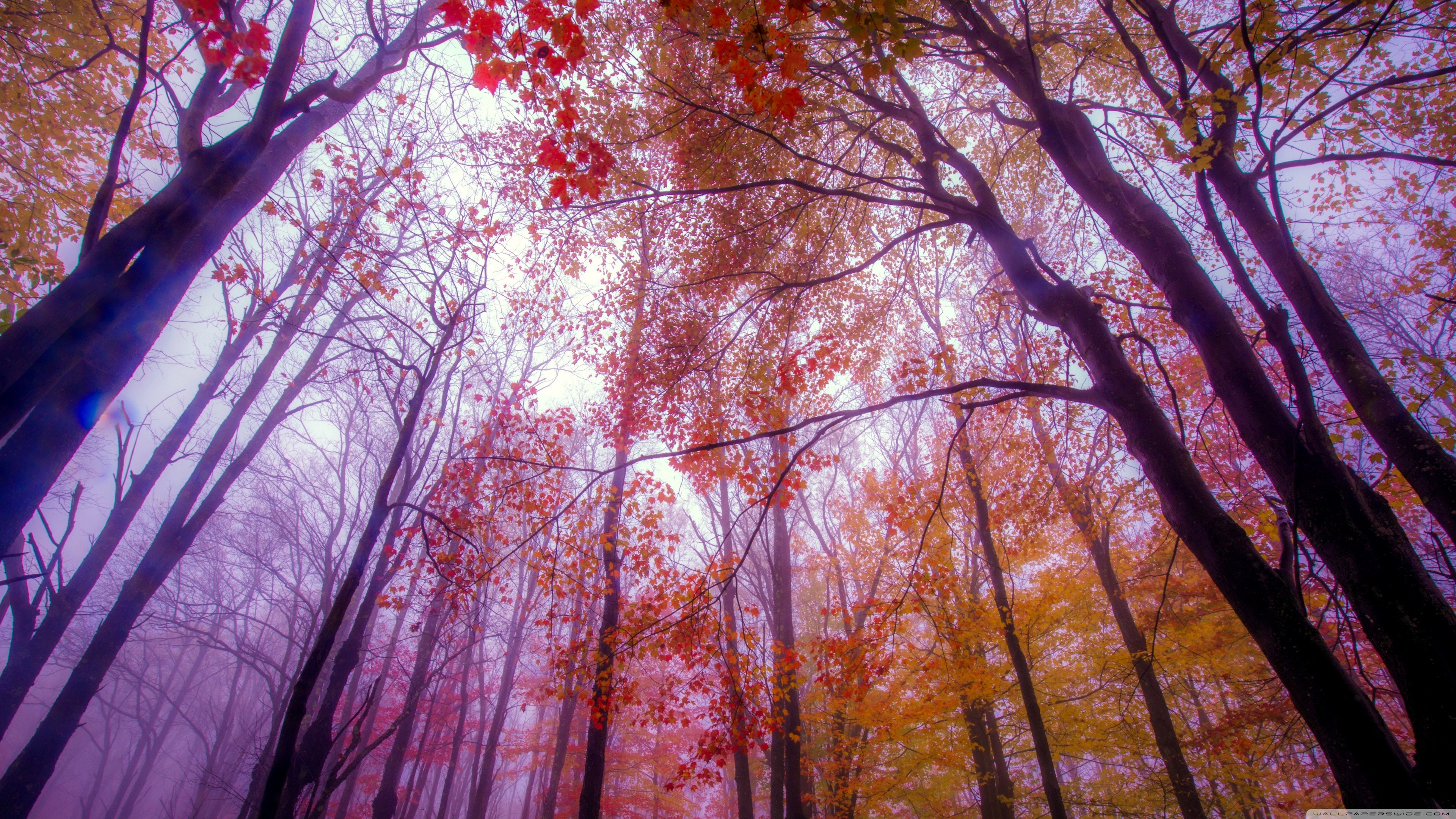Forest canopy with autumn leaves and fog HD Wallpaper
