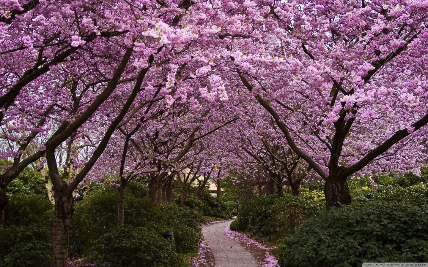 A pathway lined with blooming cherry blossom trees HD Wallpaper