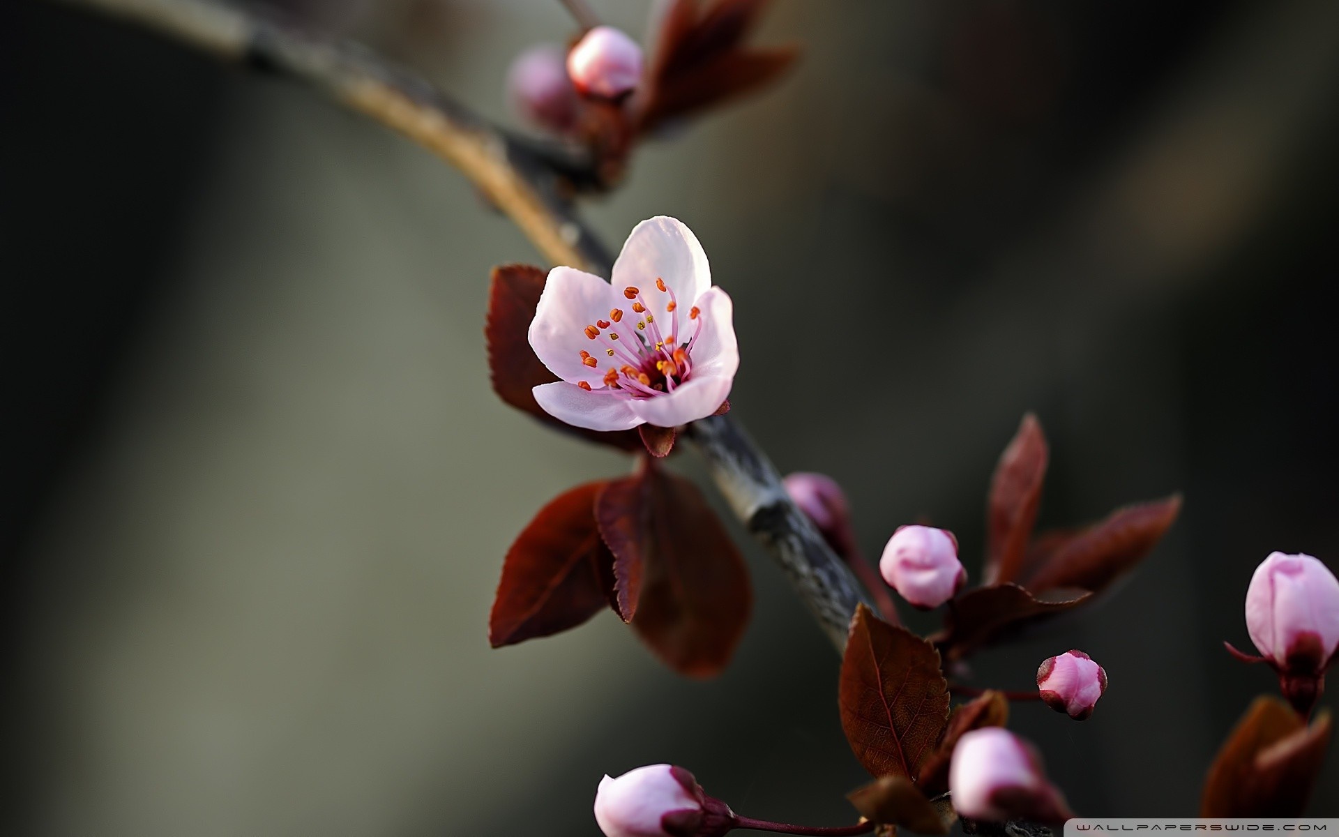 Delicate Pink Cherry Blossom on Branch HD Wallpaper
