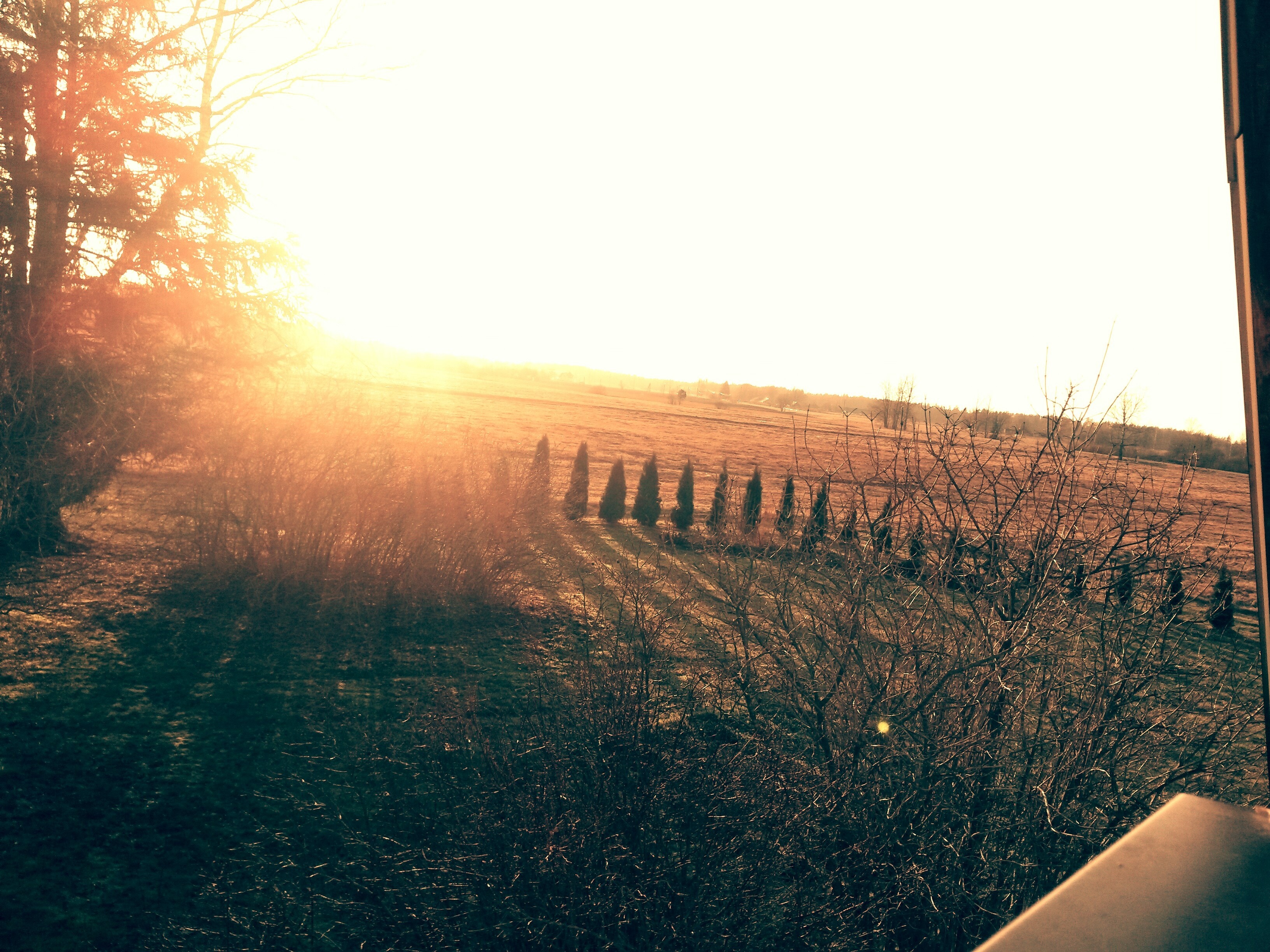 Sunlight over a field with trees and a row of evergreens HD Wallpaper