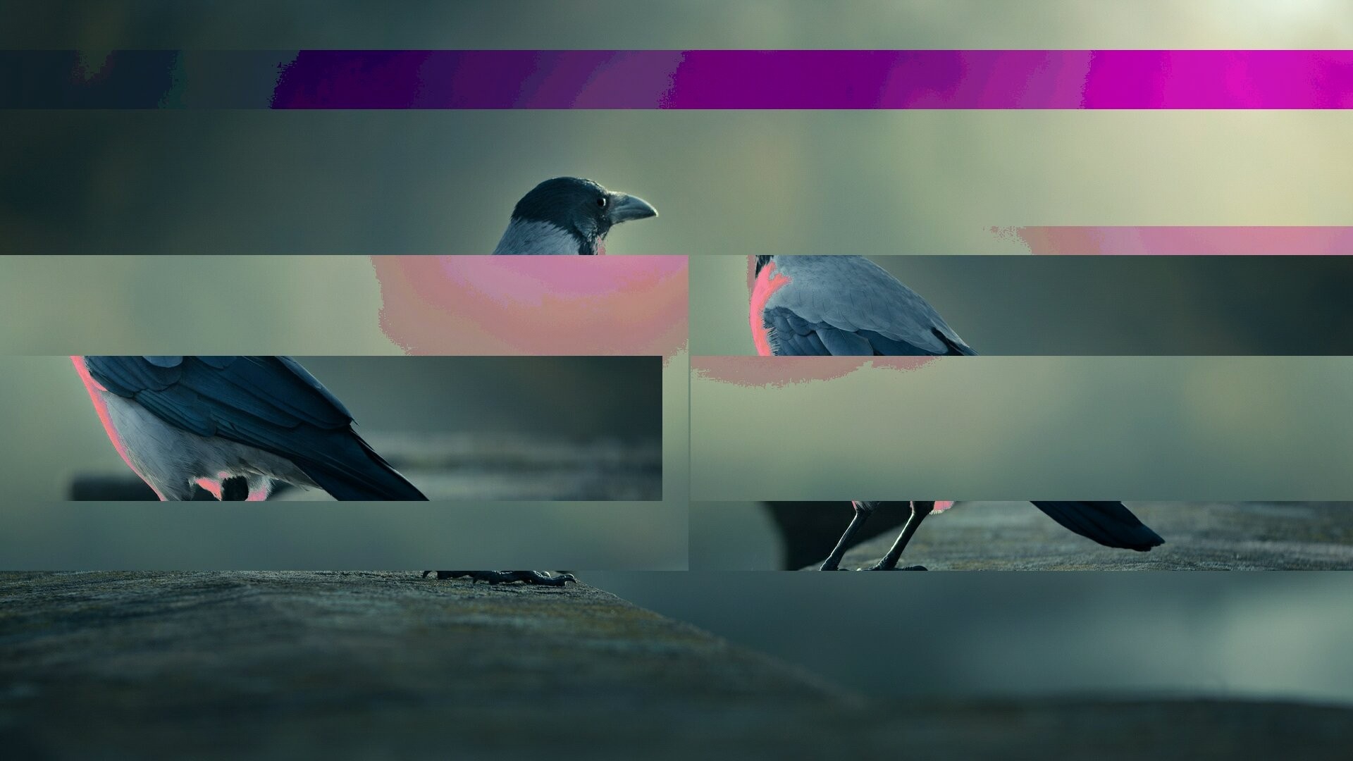 Glitch art image of a crow with purple and pink color distortions HD Wallpaper