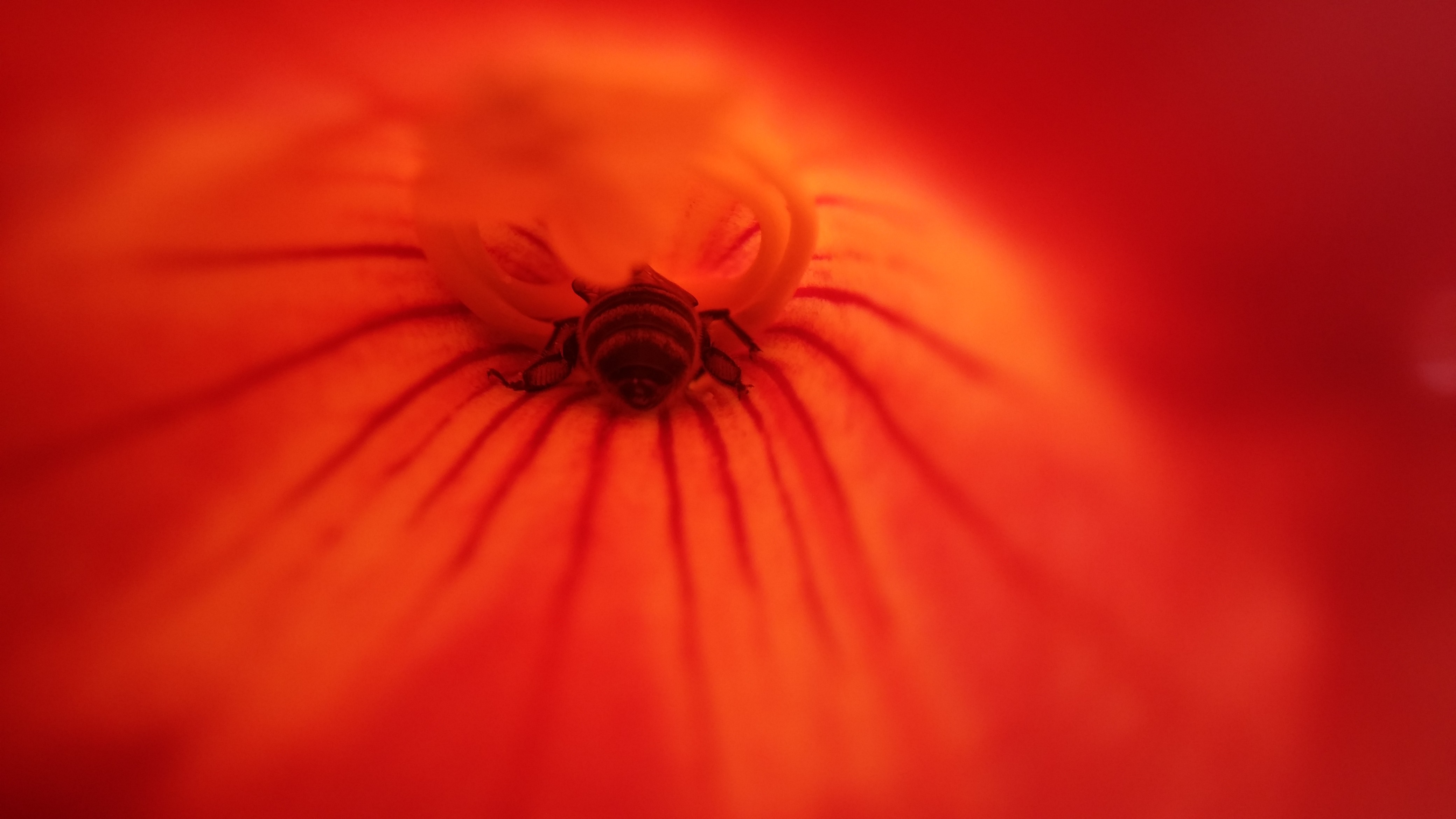 Close-up of a bee on a red flower HD Wallpaper