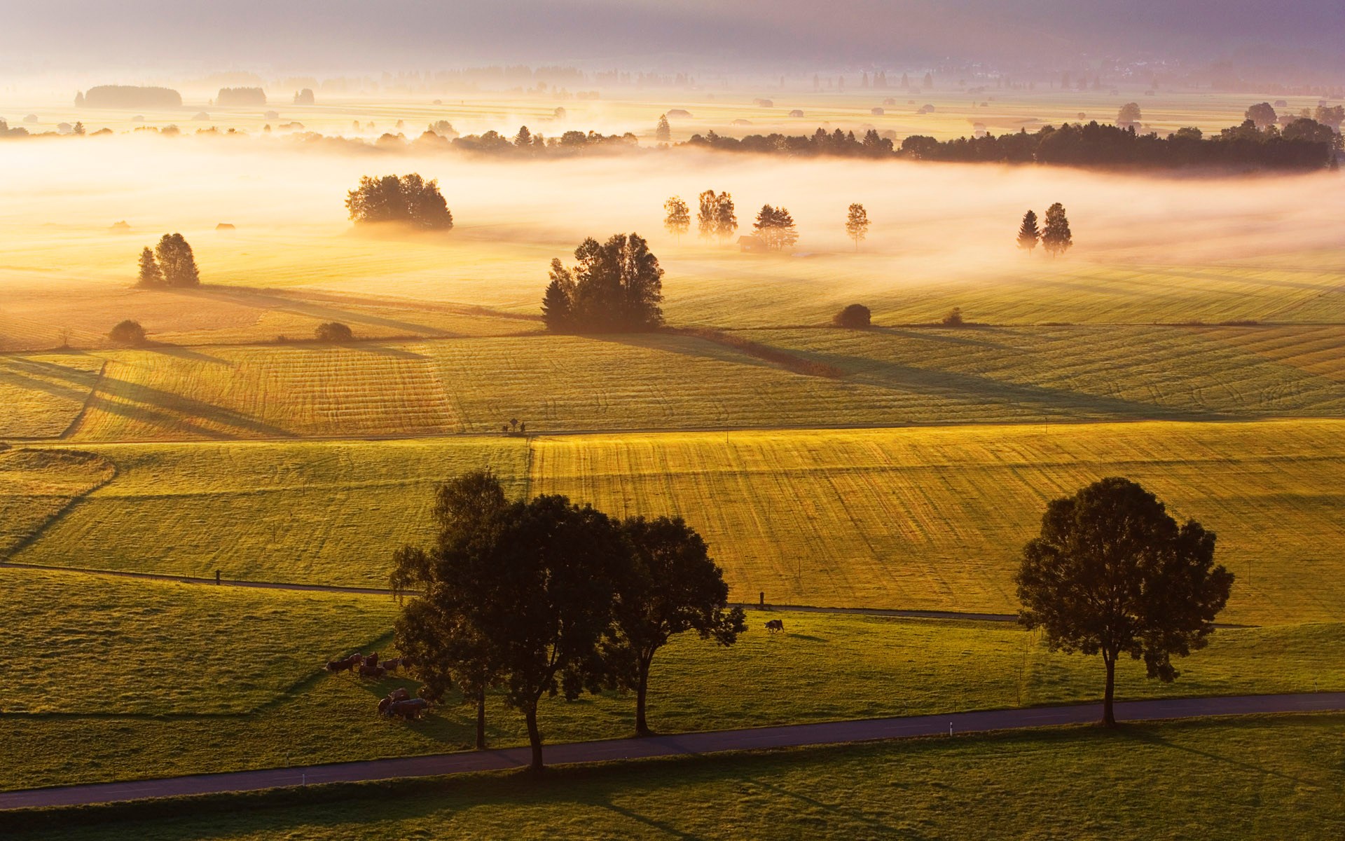 Misty morning over rolling farmland with trees HD Wallpaper