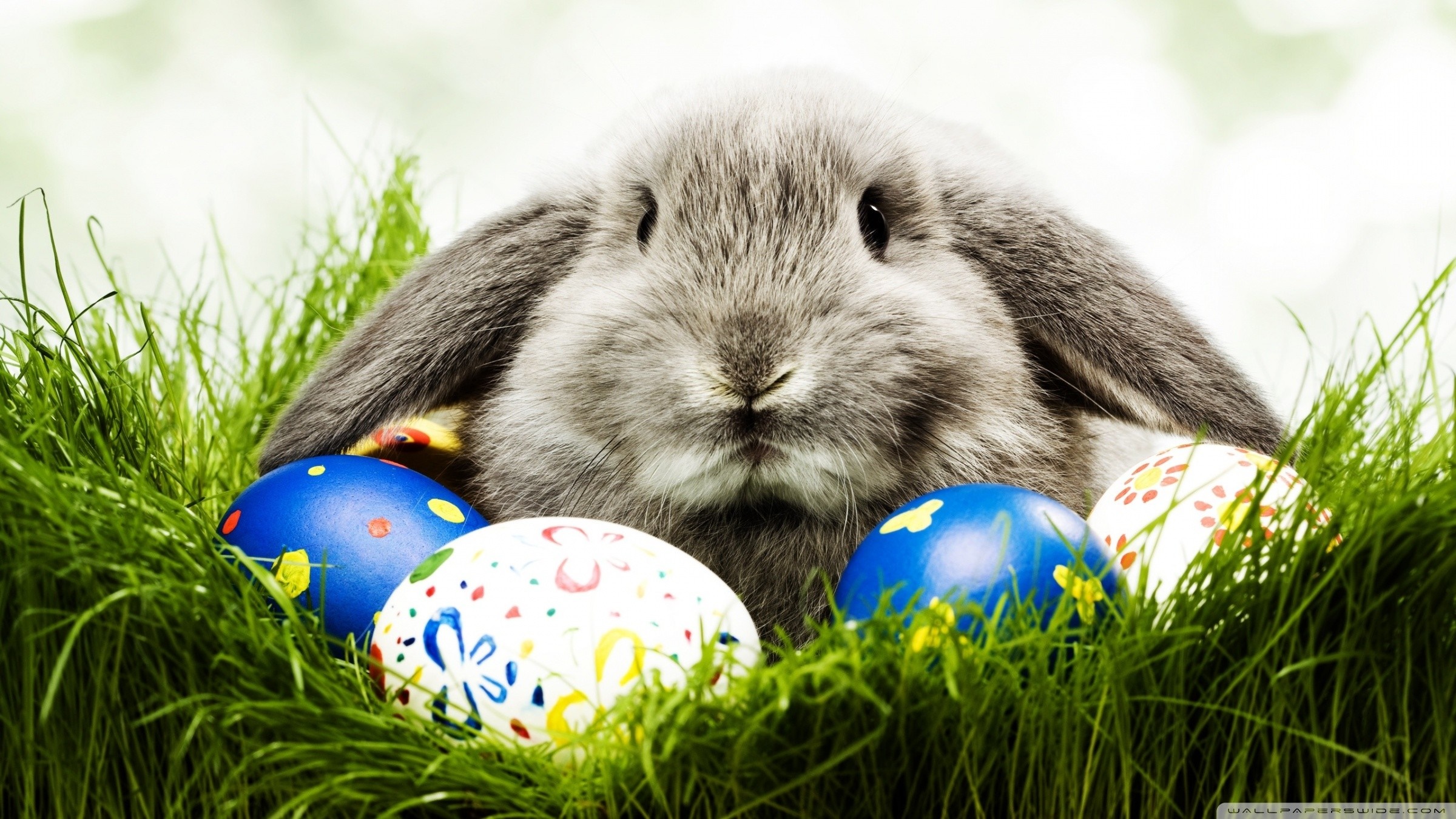 Gray rabbit with Easter eggs in grass HD Wallpaper