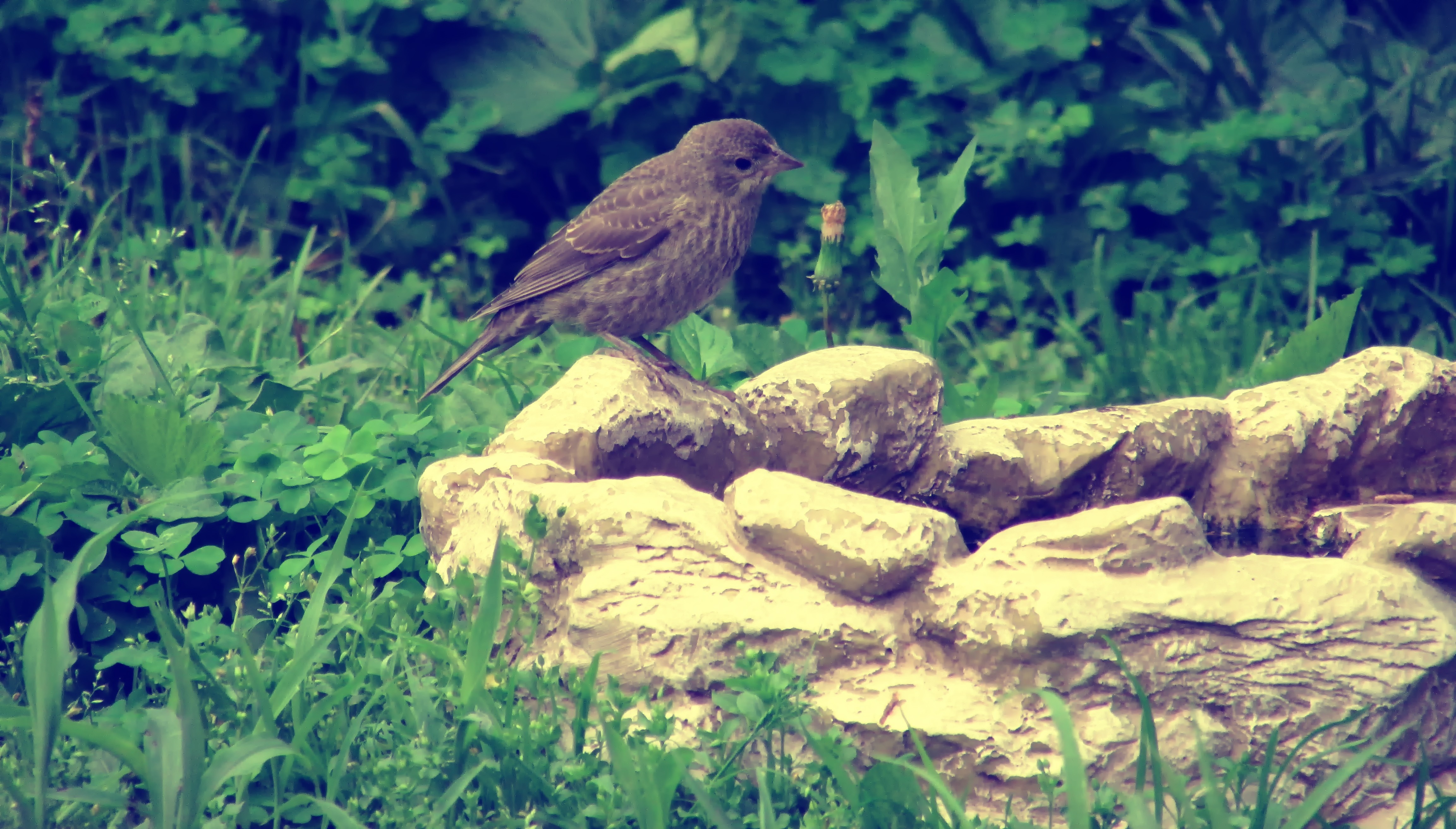 A small brown bird perched on rocks in green grass HD Wallpaper