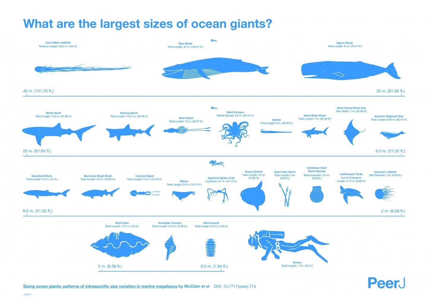 Largest Ocean Giants Size Comparison Infographic HD Wallpaper