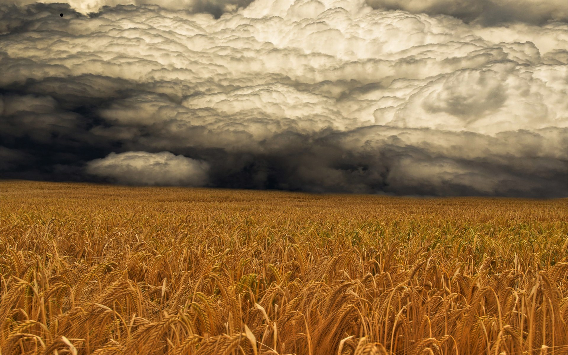 Stormy clouds over a wheat field HD Wallpaper