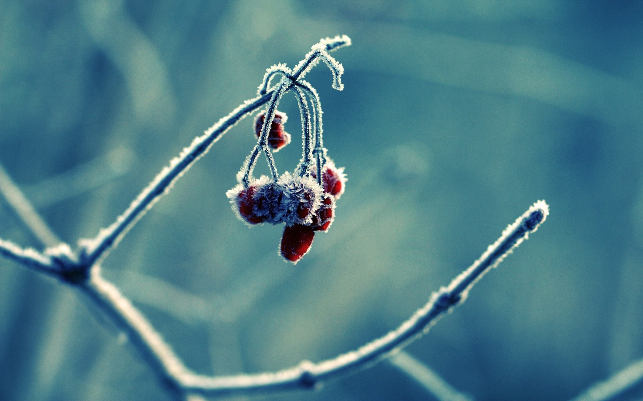 Frozen red berries on a frosted branch in winter HD Wallpaper