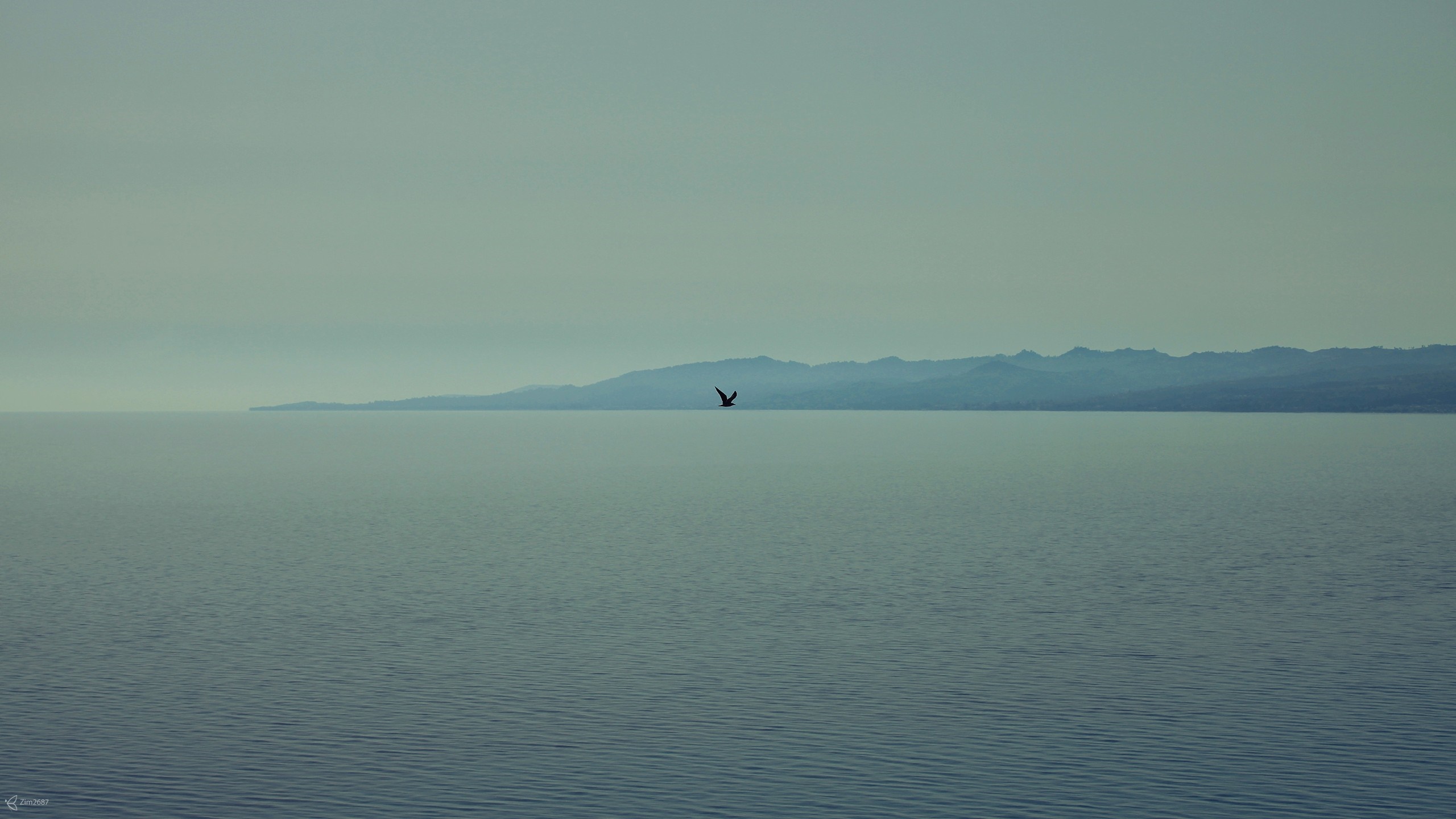 Bird flying over the sea towards a distant coastline HD Wallpaper
