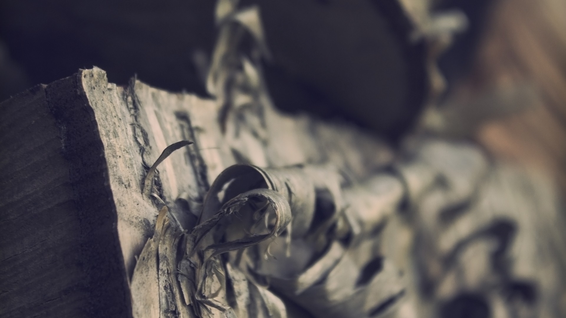 Close up of wood with peeling bark HD Wallpaper
